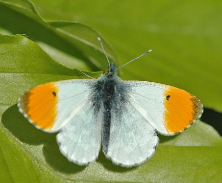 Beyond the Human Eye: Orange-tip Butterflies - More Than Just a ...